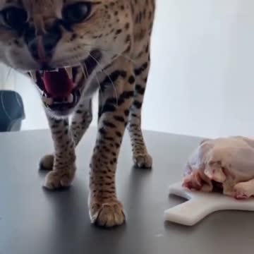 Hungry Cat - Funniest Animals - Best Of The 2021 Funny Cute Animal Videos