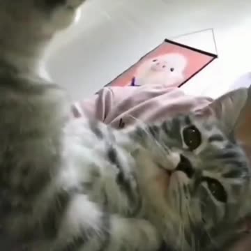 funny_cats 2022 free