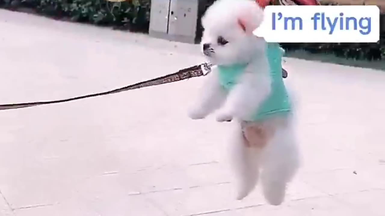 Cute Pomeranian puppy video