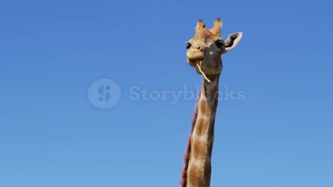 African giraffe