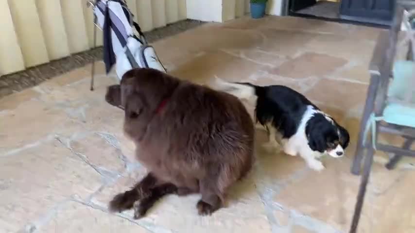 Newfie and Cavalier just can’t wait to go outside