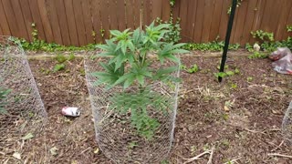 2022 Outdoor Cannabis Garden Tour | Garden Update [#02]