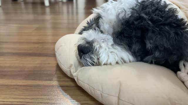 A puppy who woke up from snoring