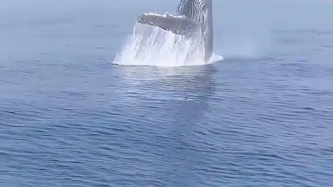Here comes the big jumping whale