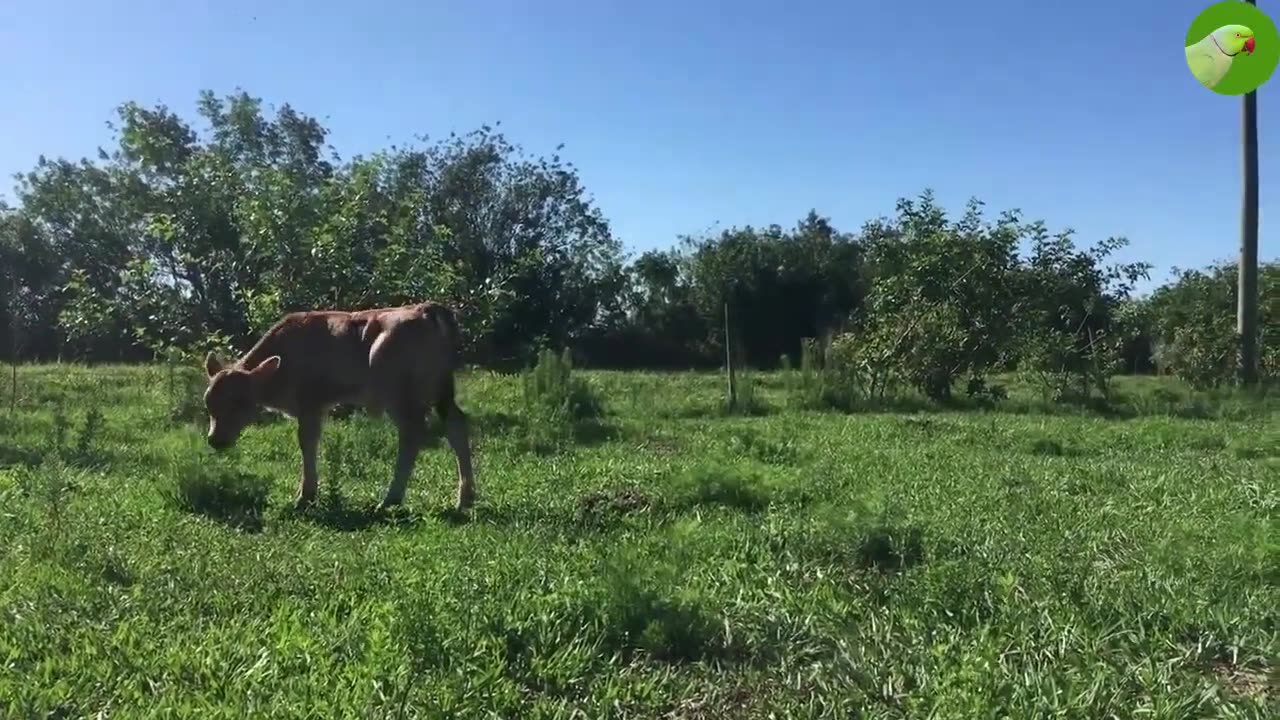 Calves Videos🐄 Adorable Baby Cows