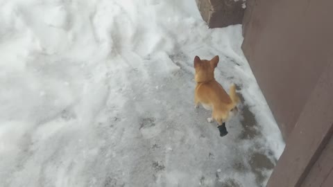 Chihuahua on a walk