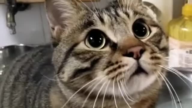 Jumping Cats | Funny cat moments | Cat video