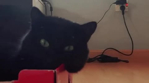 cat lying in the box