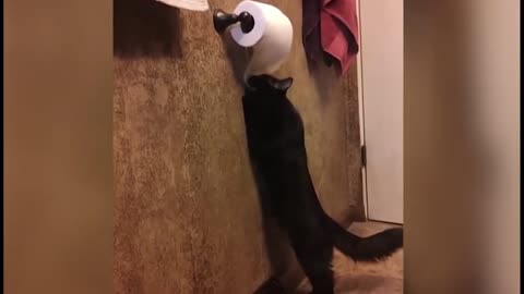 Мaybe this video is the funniest you've seen today😂😂