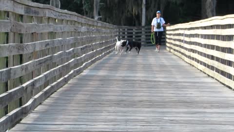 Playful pit bull runs to meet friend, they race back and