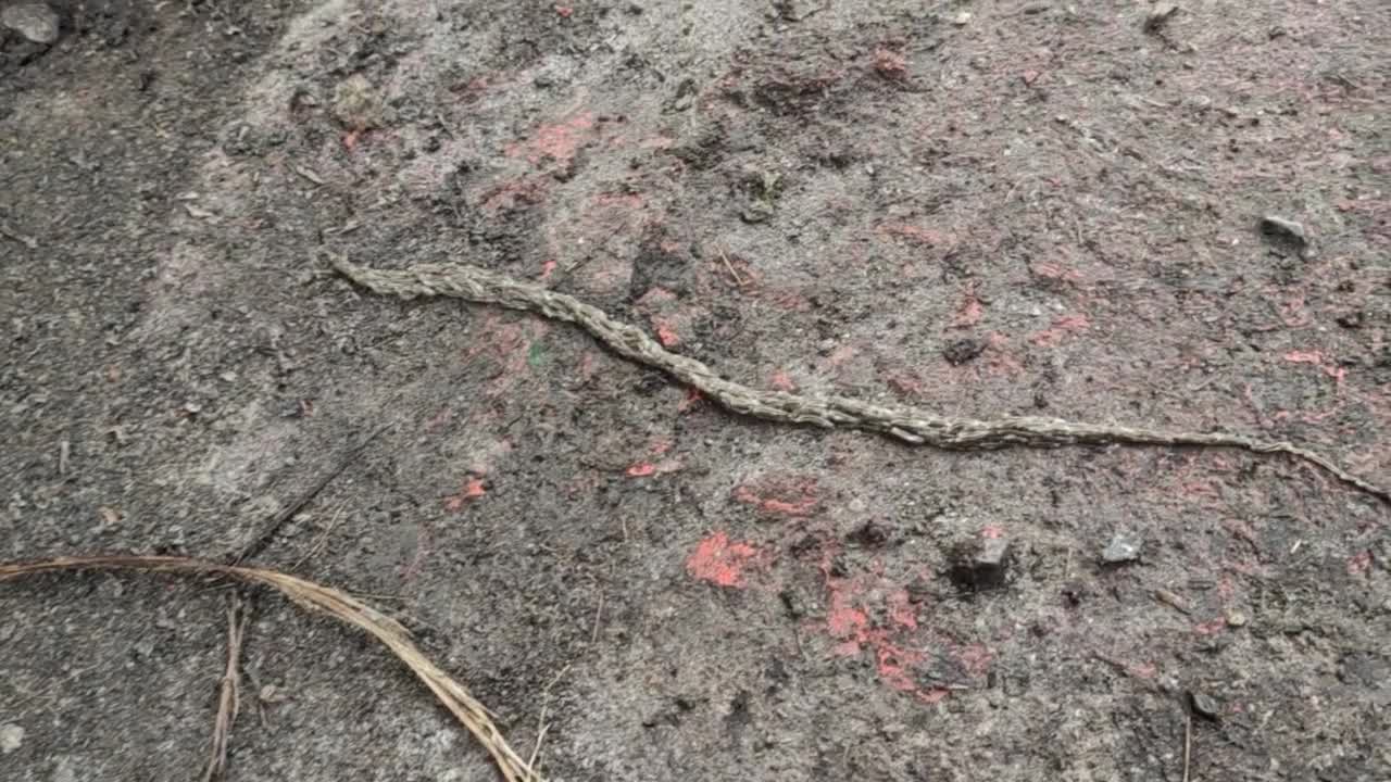 Fungus Gnat Larvae Move As Mass