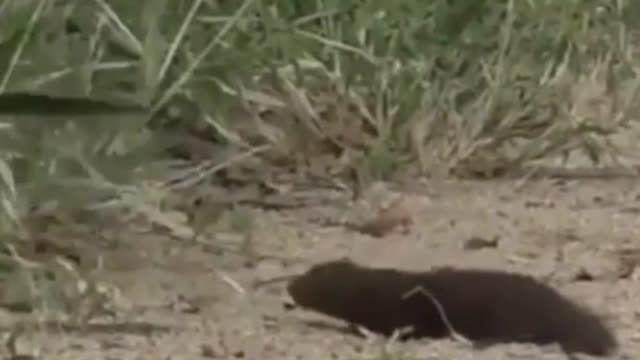 Dwarf mongoose playing dead in front of a hornbill