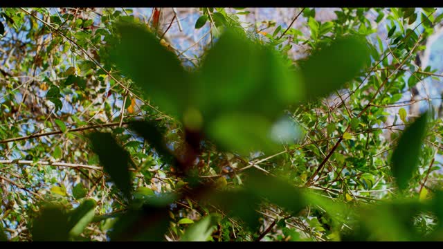 Panasonic GH5 Sample Videos using Canon 28-135 Ultrasonic Lens with Viltrox Speed Booster