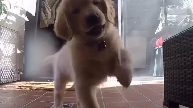 watch my cute puppy funny running