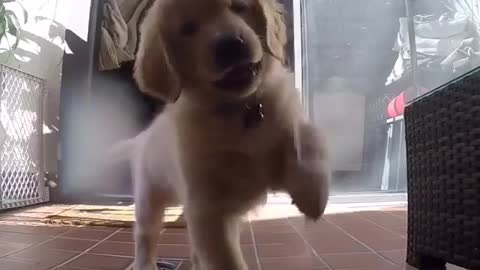 watch my cute puppy funny running