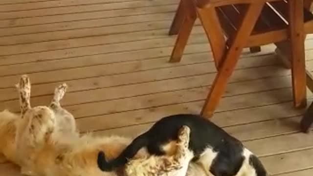 Black and white cat wrestling with white and brown spotted dog on wooden floor