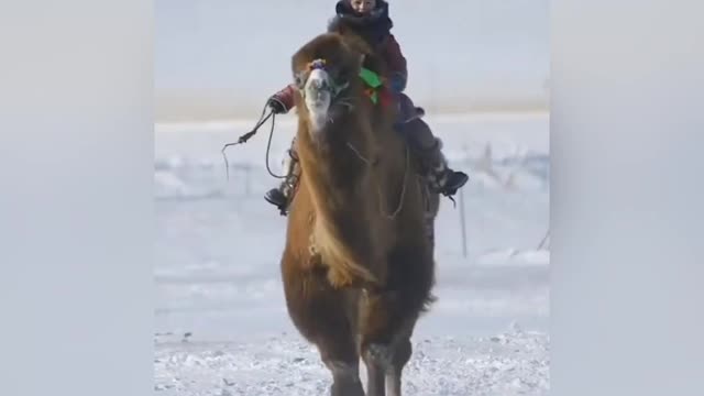 Beautiful Camels