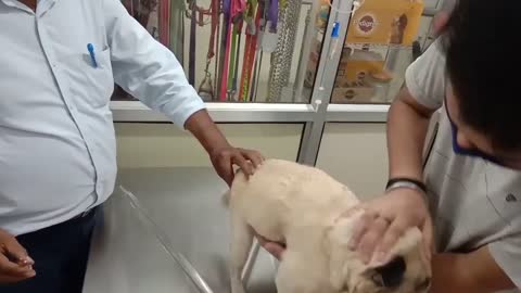 funny dogs cat funny
