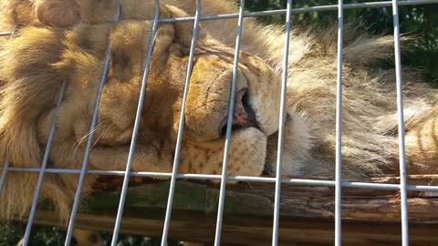 Lion sleeping and snoring