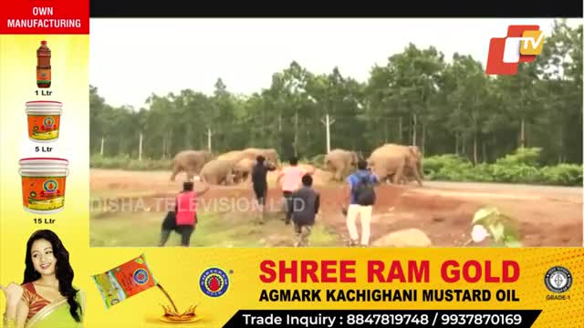Elephant Menace In Mayurbhanj Villages
