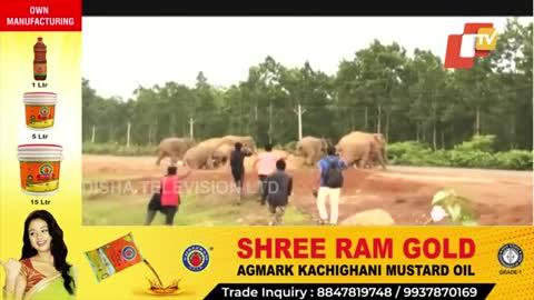 Elephant Menace In Mayurbhanj Villages