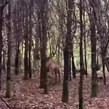 Flying reindeer awesome footage 😱😱😍👍