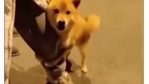 Funny dog video