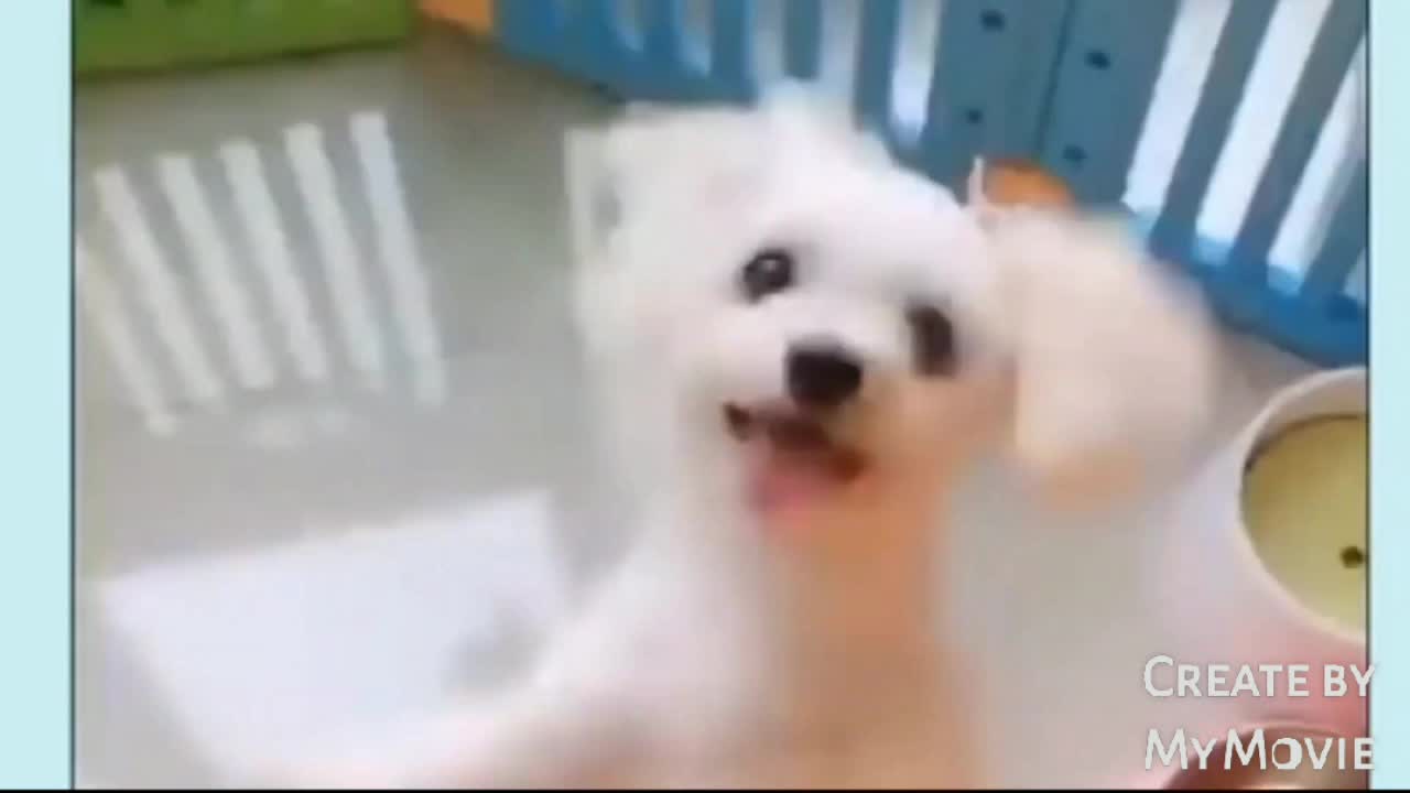 Dog really dance