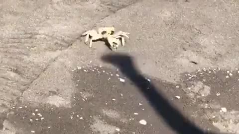 Crabs will fight shadows 😂