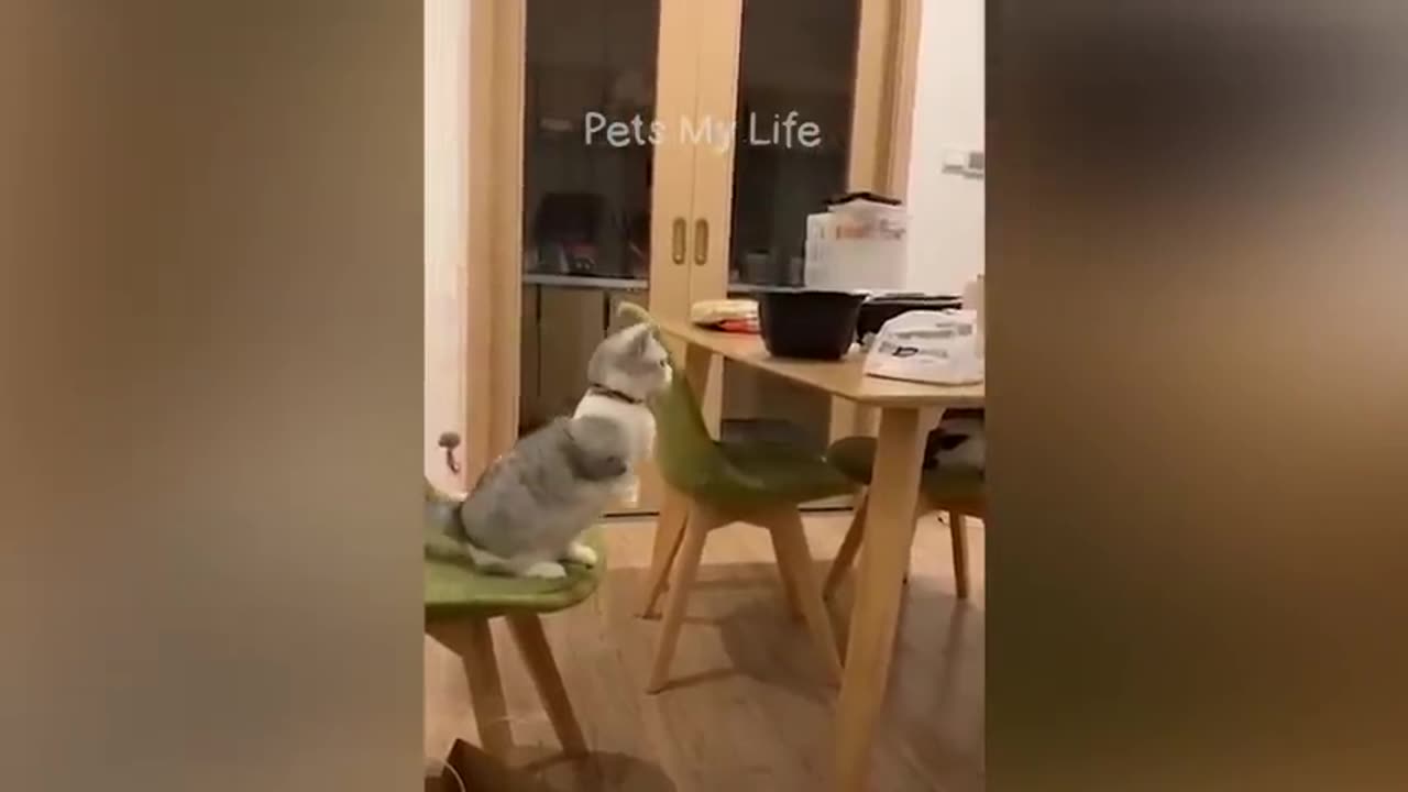 New Funny Animals 2023 😅 Funniest Cats and Dogs Videos 😹🐶 Part 2