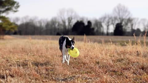 A Dog Catching a Frisbee