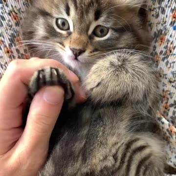 New_Funny_Animals_Dogs_And_Cats_Videos_2023