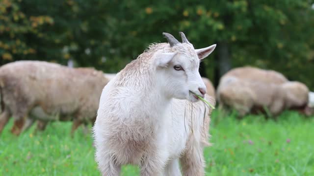 Goats in feild.pets