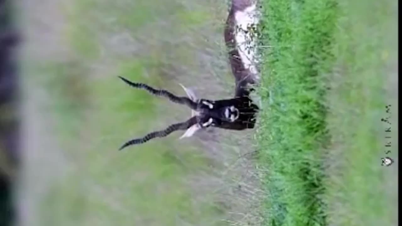 Wildlife in closer view with a natural perspective.