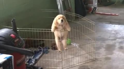 puppy in cage