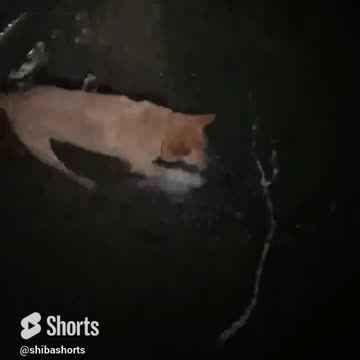 Dog can’t figure out how to grab a stick