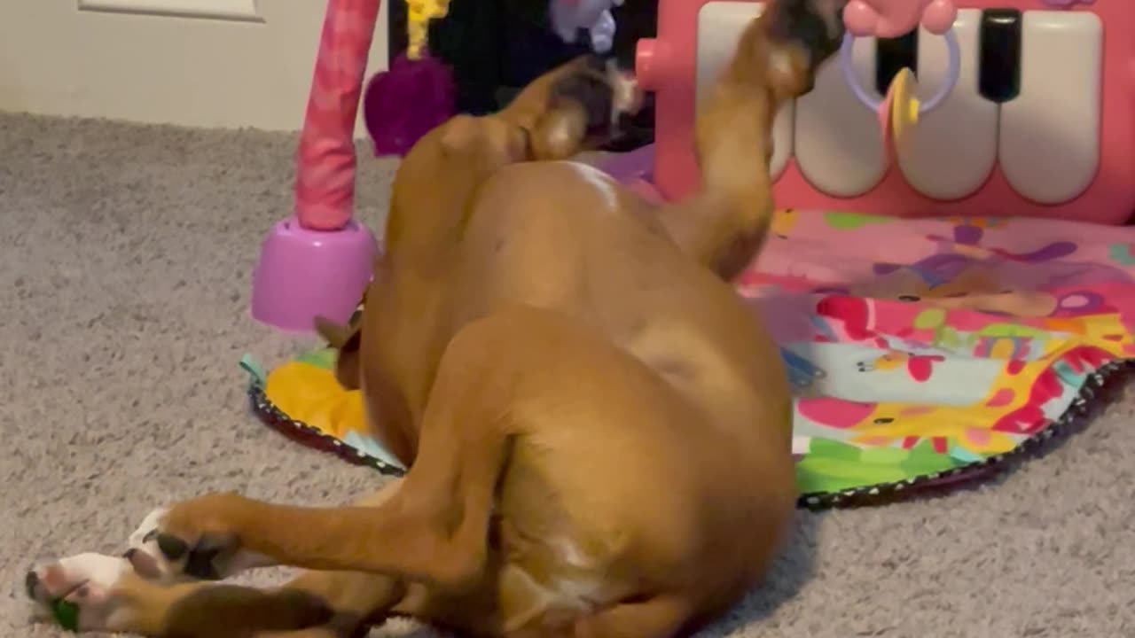 Boxer Plays On Baby Mat