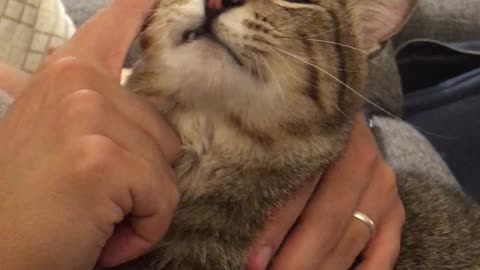 Rescue Cat Wants Human's Help in Grooming