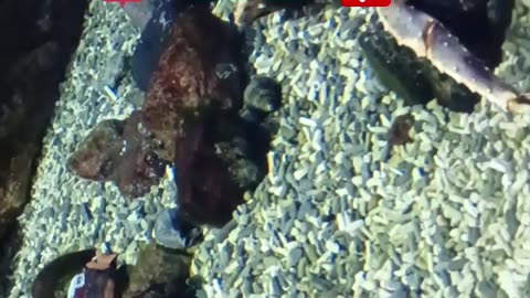What do crabs look like