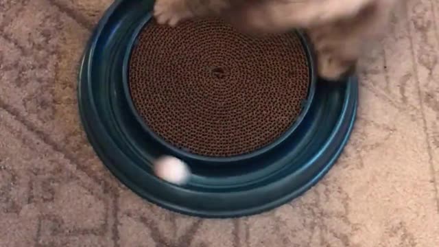 Gatito lleva los "giros" a un nivel completamente nuevo