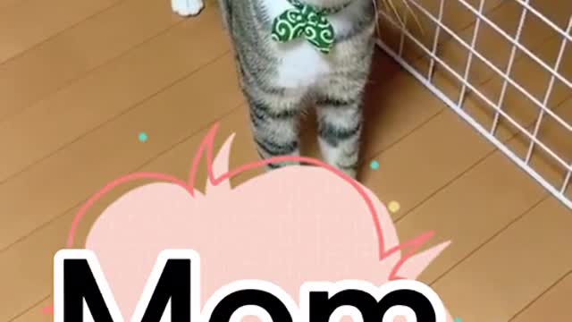 Best funny cat, cute cat videos, funny cat videos 2021