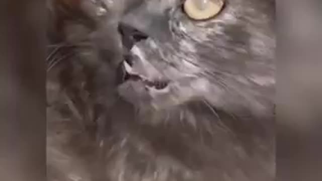 Horror cats watch this cats