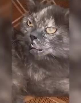 Horror cats watch this cats