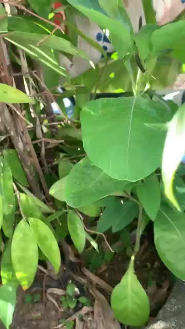The bobcat hid in the flower basket