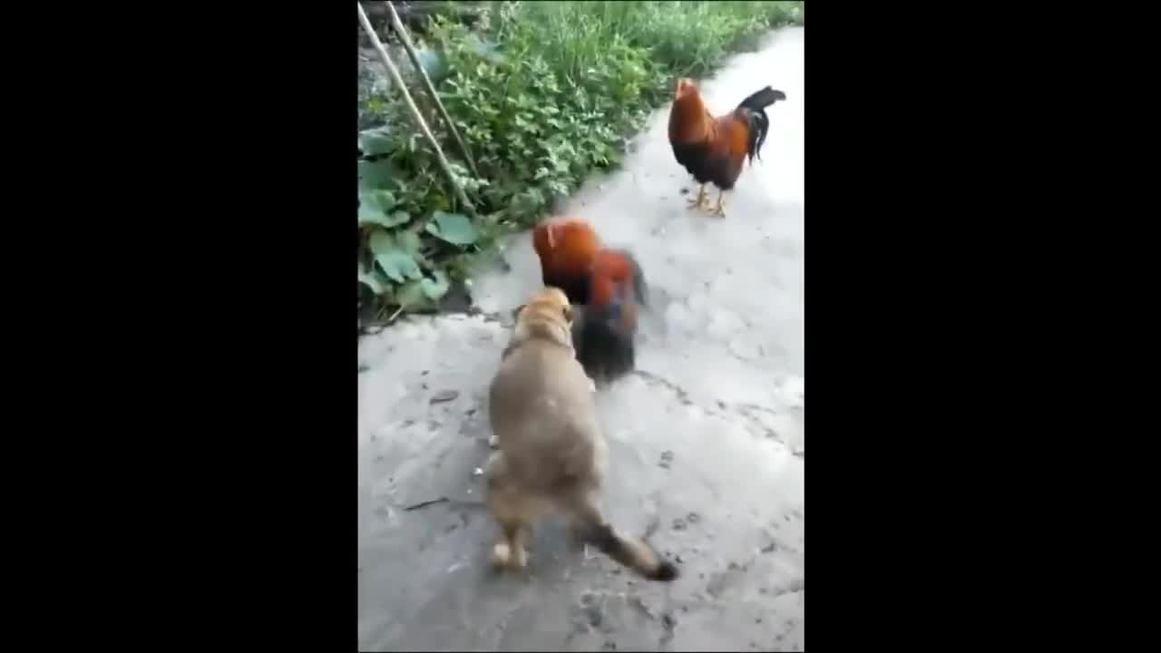 Chicken Football | Chicken Funny | Chicken Fighting |Awesome video 😊😊😊😊😊