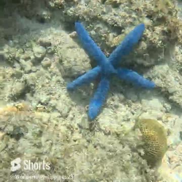 Blue Starfish: The Hidden Gems of Philippine Waters.