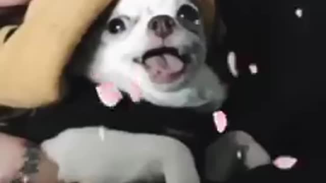 Most Viral DOGS on the internet!