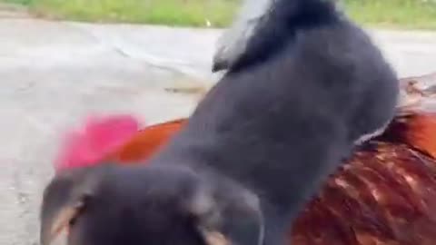 Cutest baby animals Videos