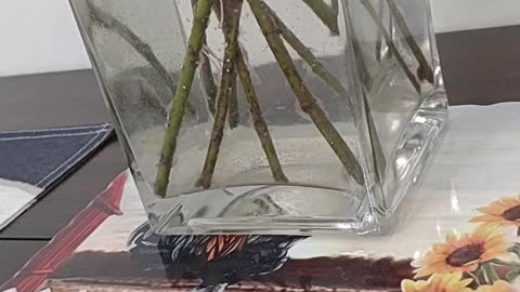 These are my weeping willows in a vase!