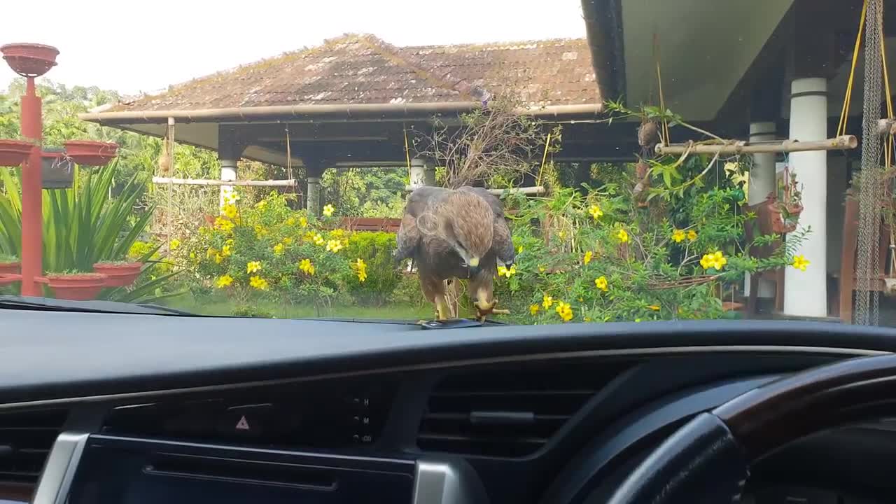 eagle training